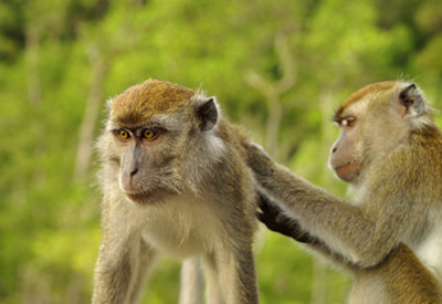 Sdostasien, Malaysia: Borneo - Sinfonie tropischer Grntne - zwei Affen